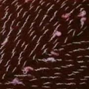 Damson 934